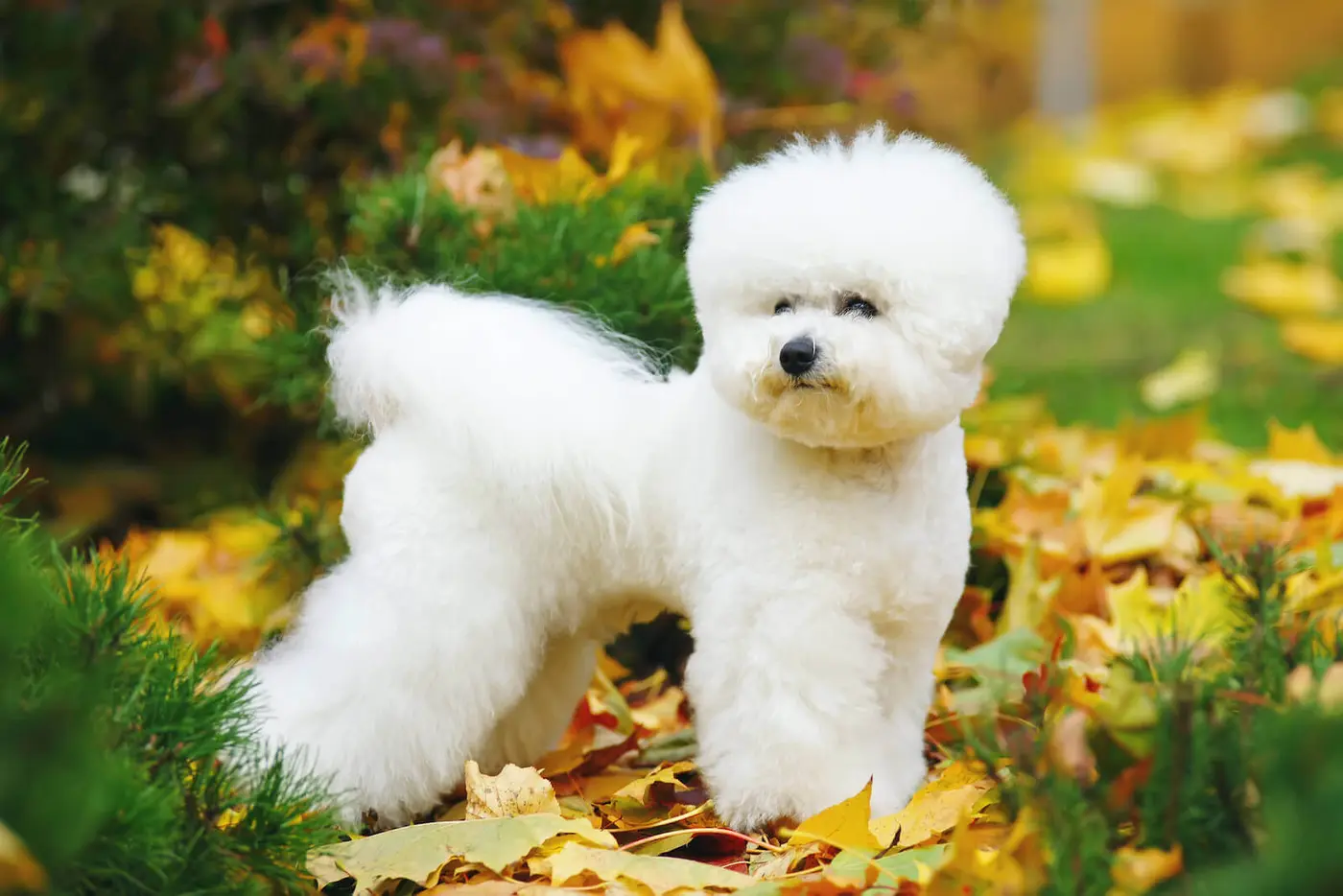 Bichon Frise breed photo