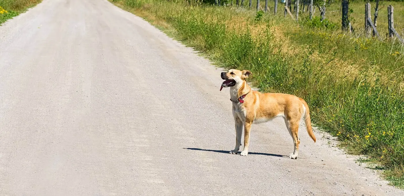 Black Mouth Cur breed photo