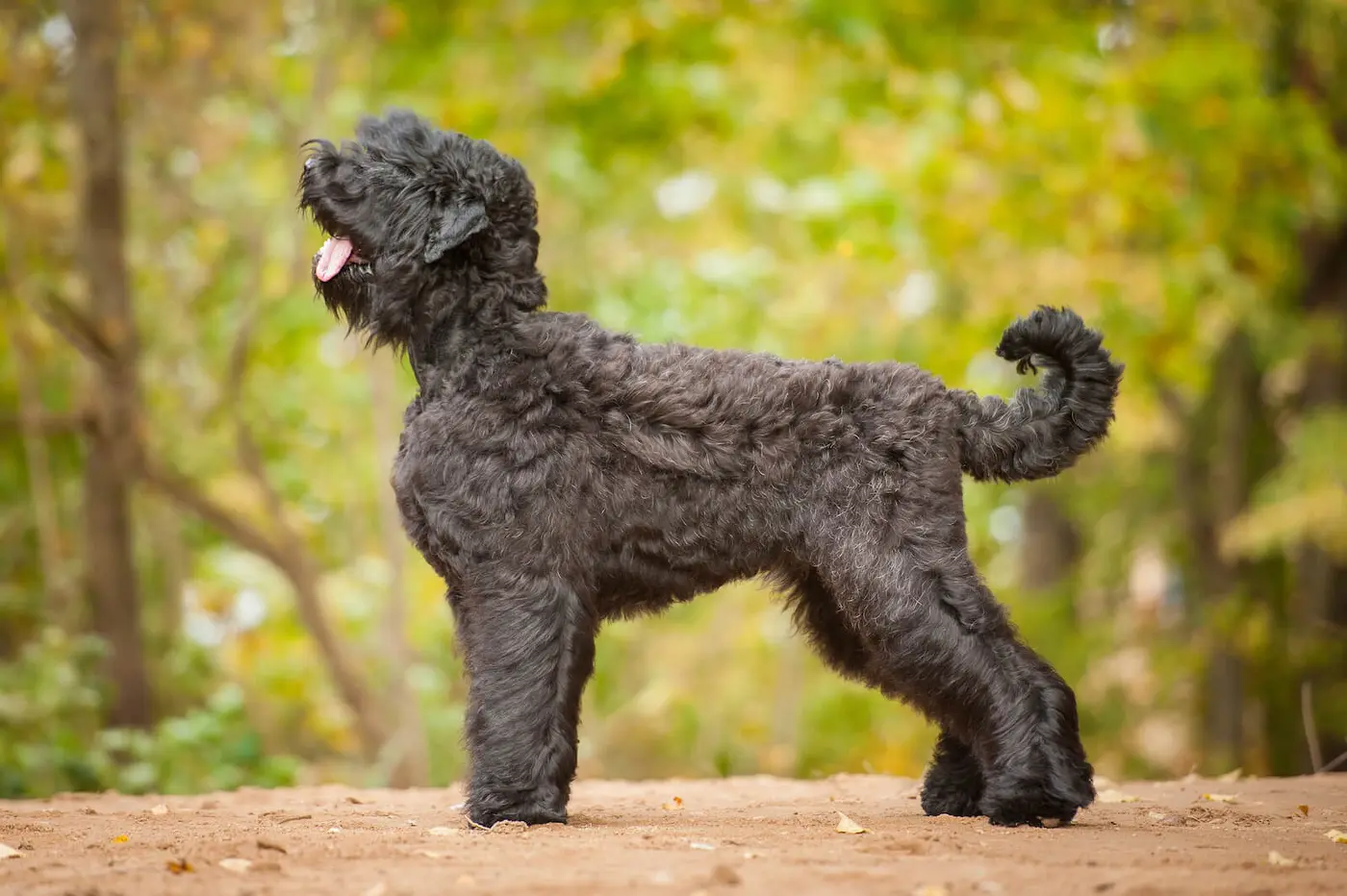 Black Russian Terrier breed photo