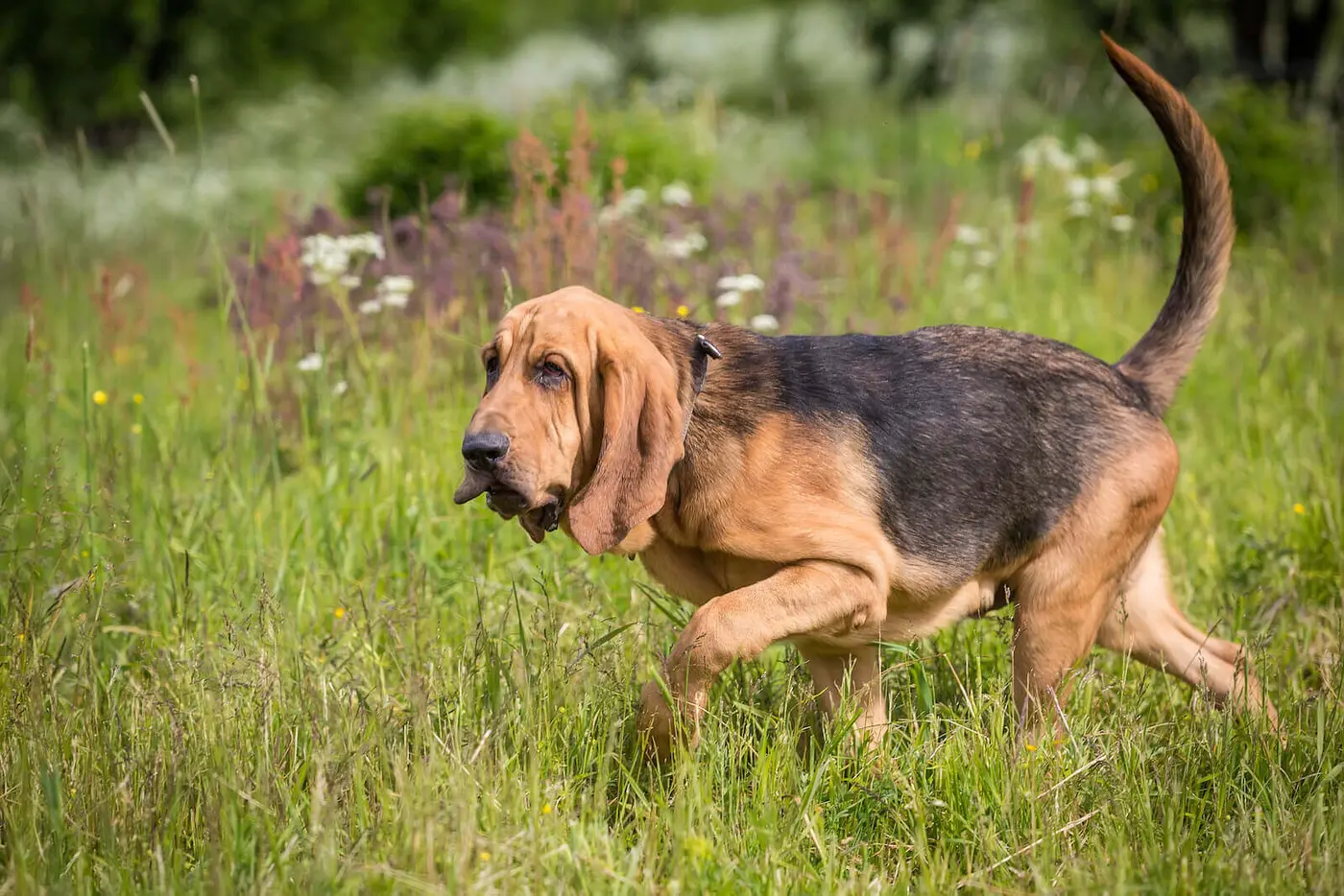 Bloodhound breed photo