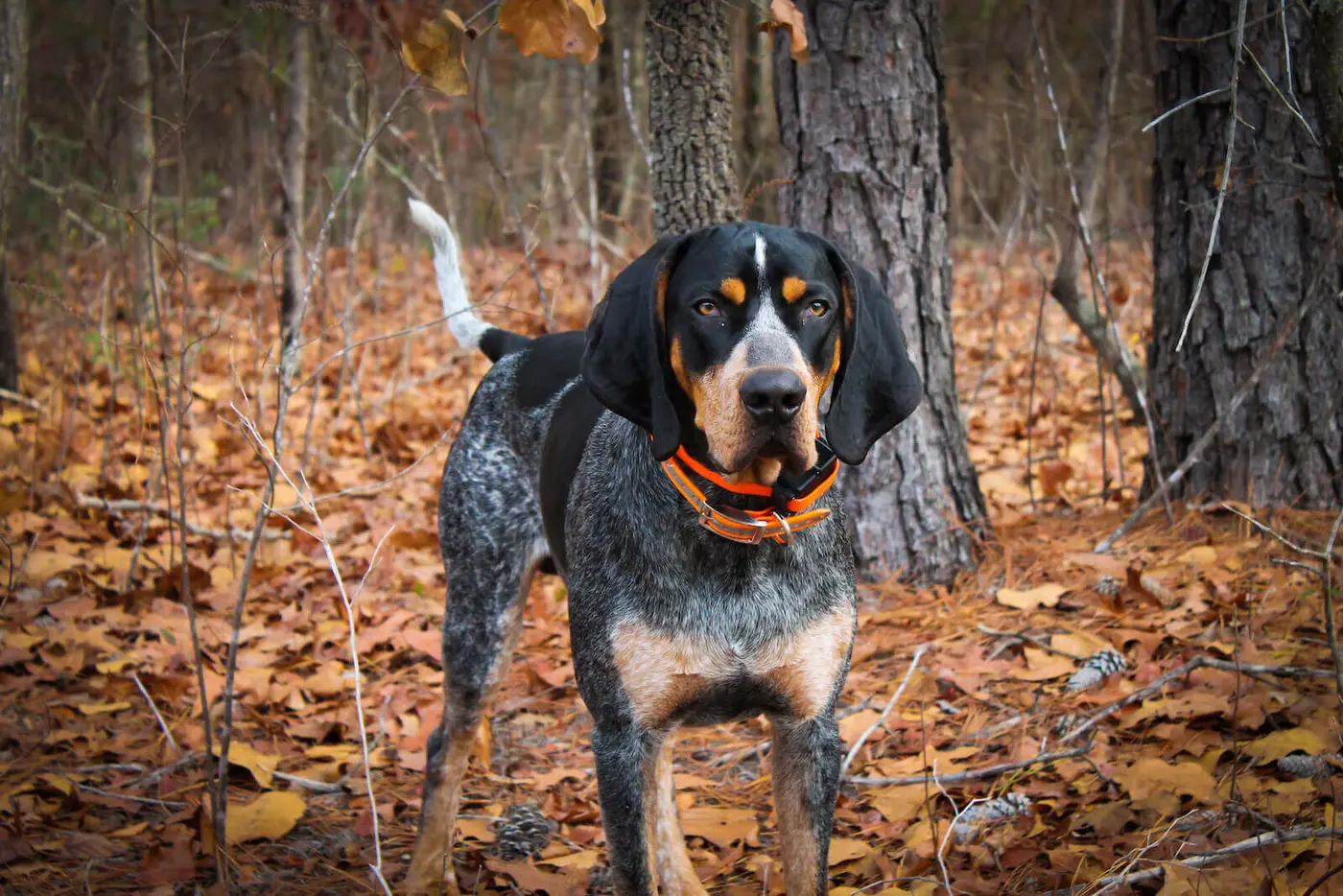 Bluetick Coonhound breed photo
