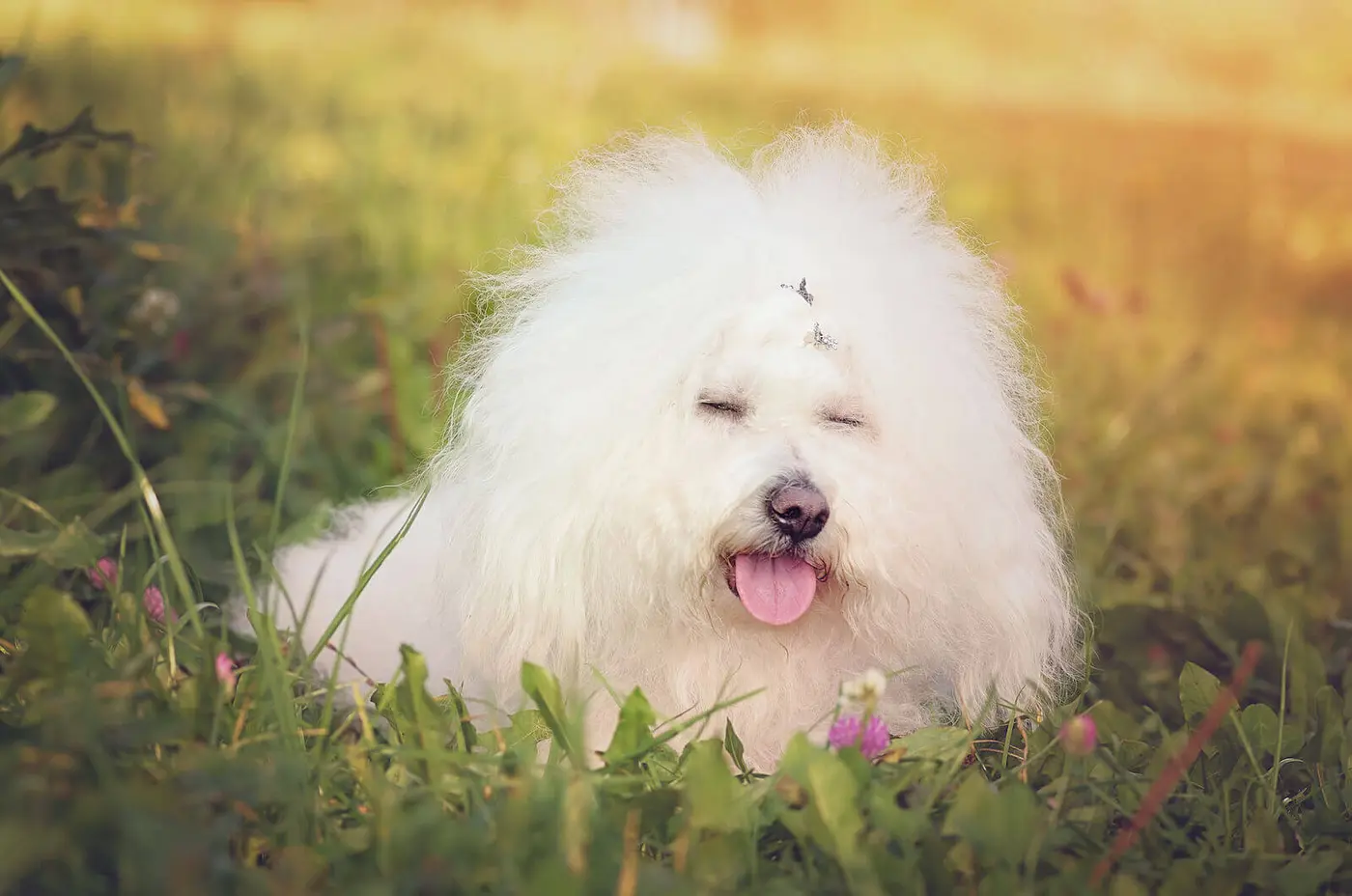 Bolognese breed photo