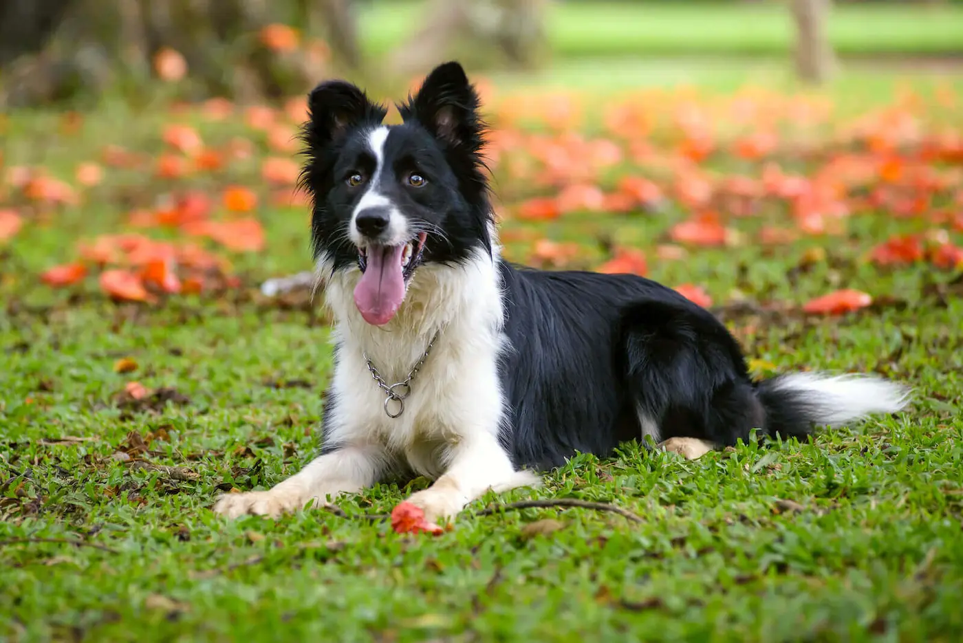 Border Collie breed photo