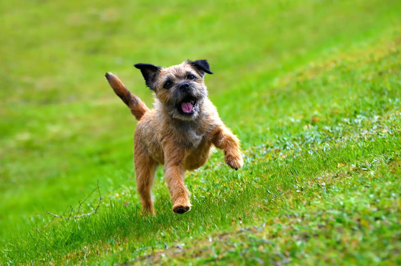 Border Terrier breed photo