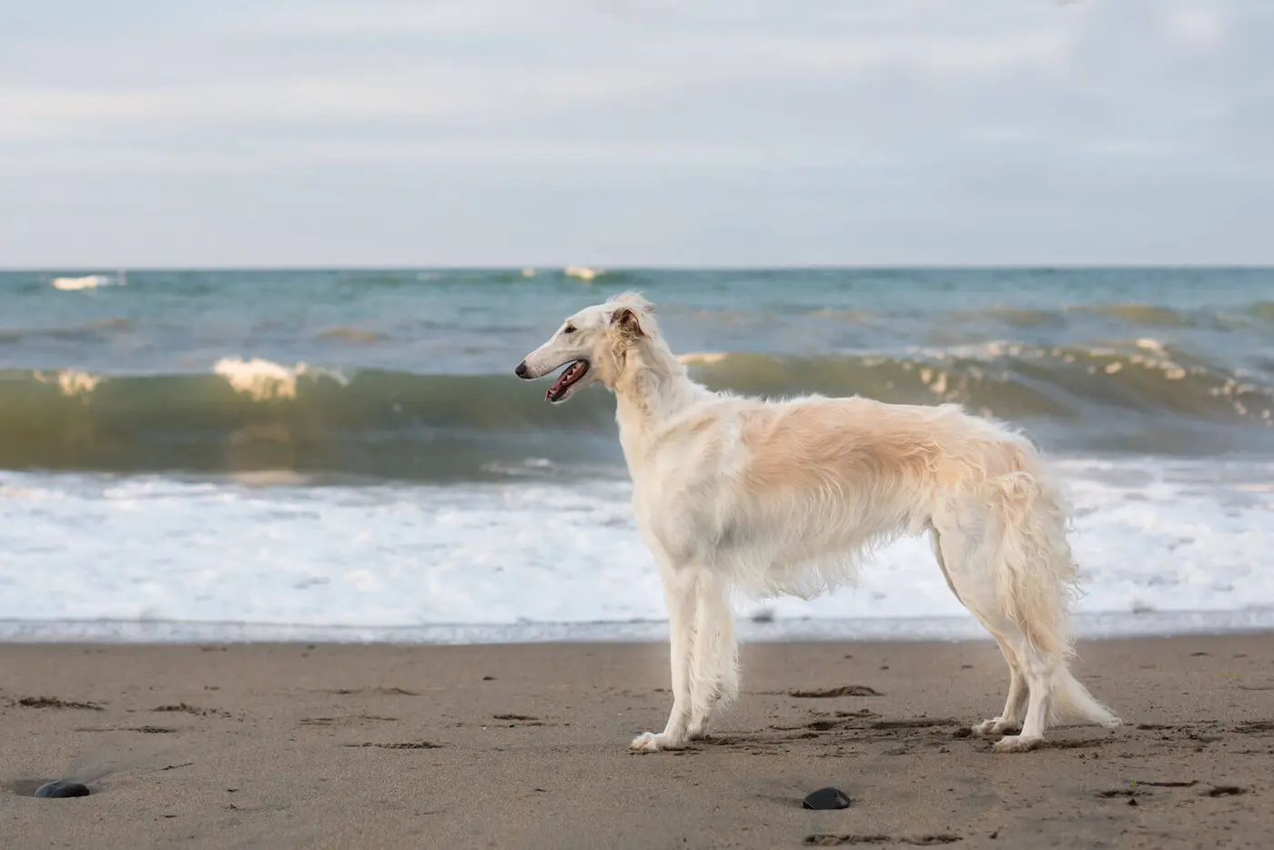 Borzoi breed photo