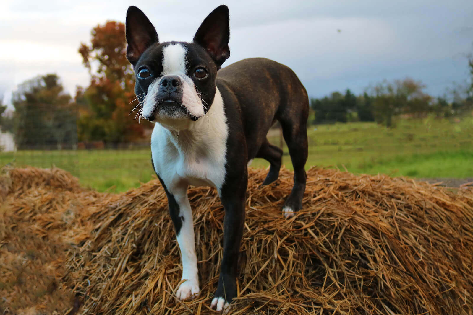 Boston Terrier puppies for sale in Washington | Puppies.com, image size:1600x1067