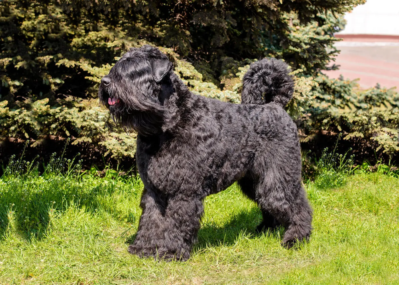 Bouvier des Flandres breed photo
