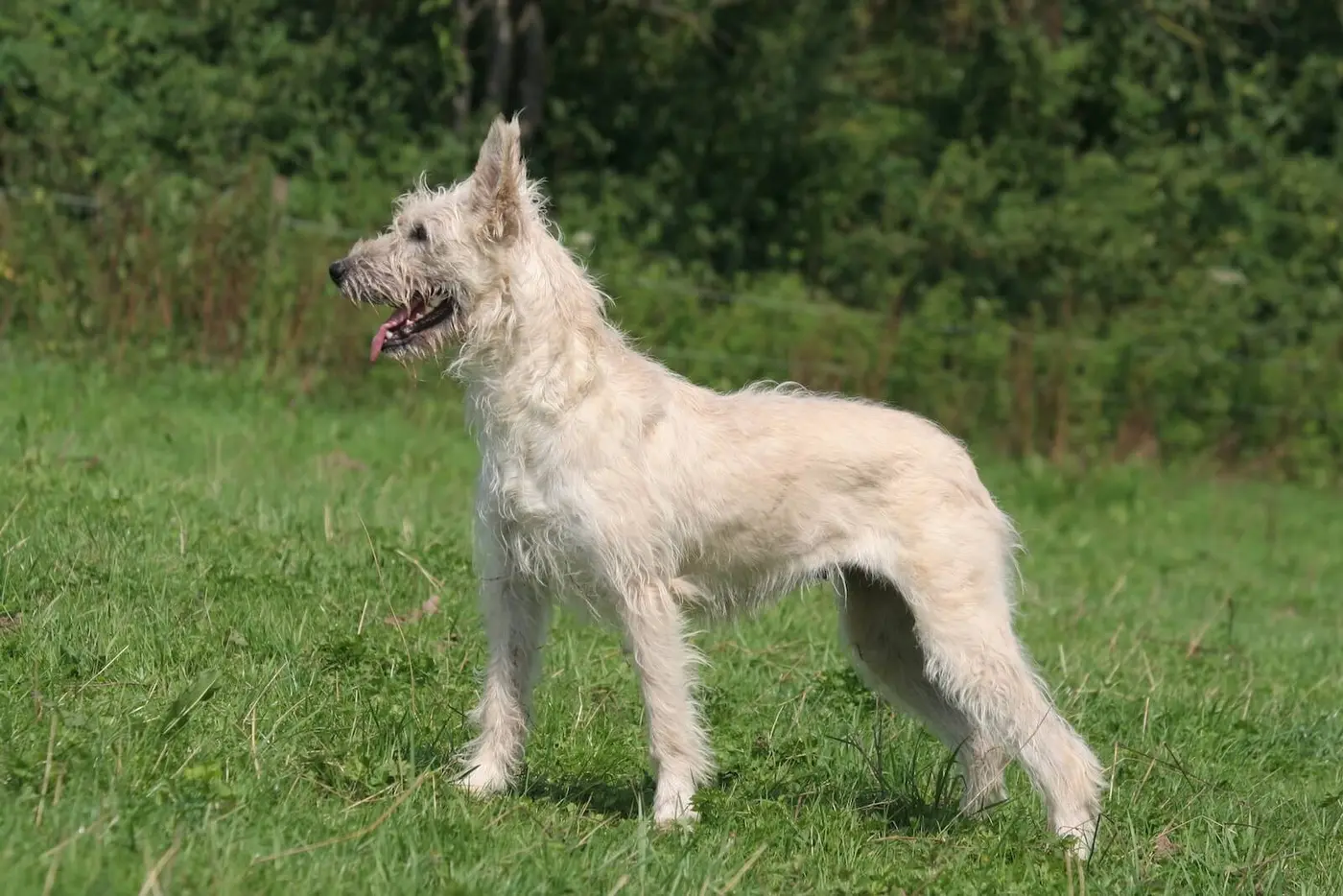 Bouvier des Ardennes breed photo