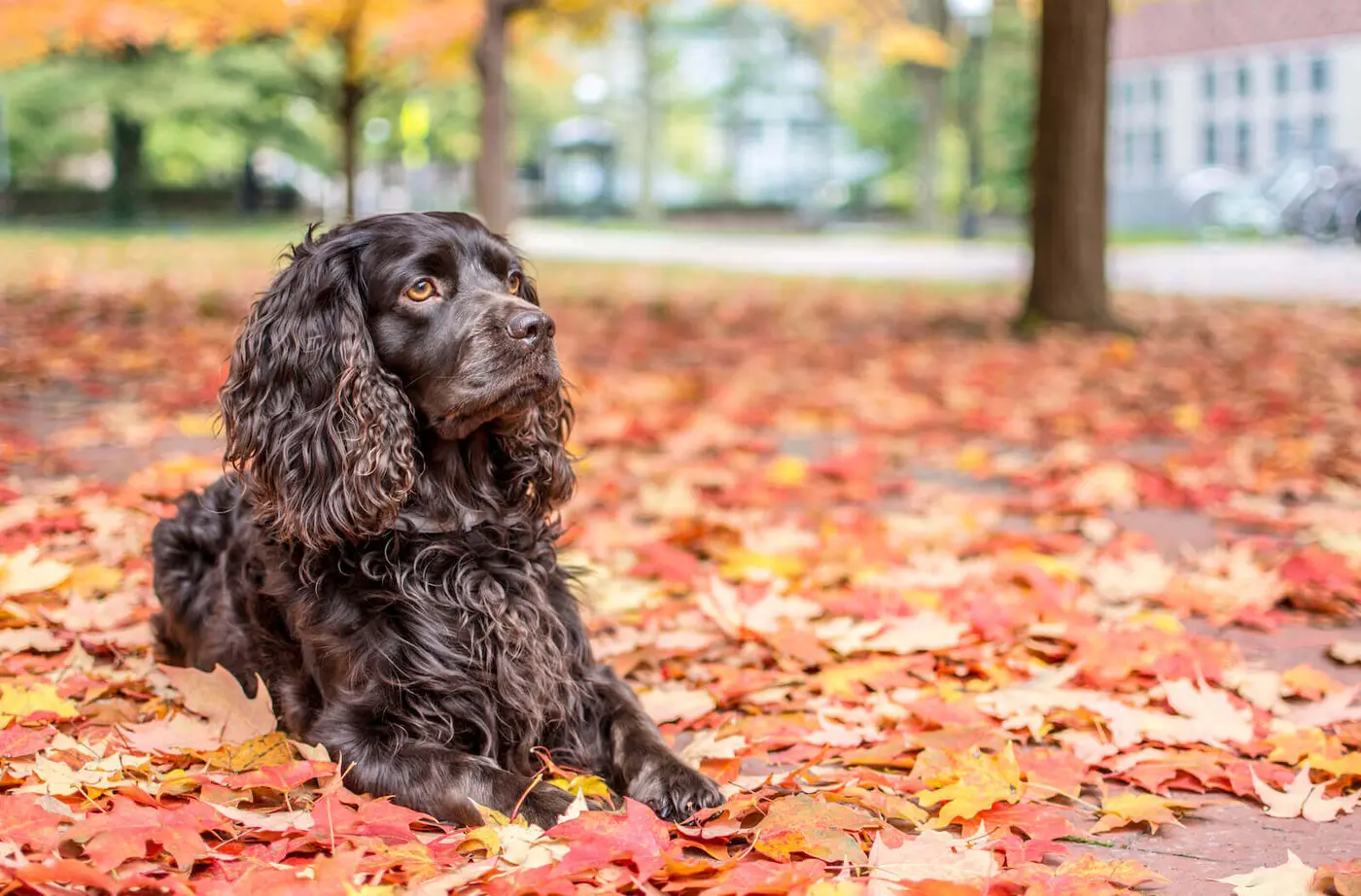 Boykin Spaniel breed photo