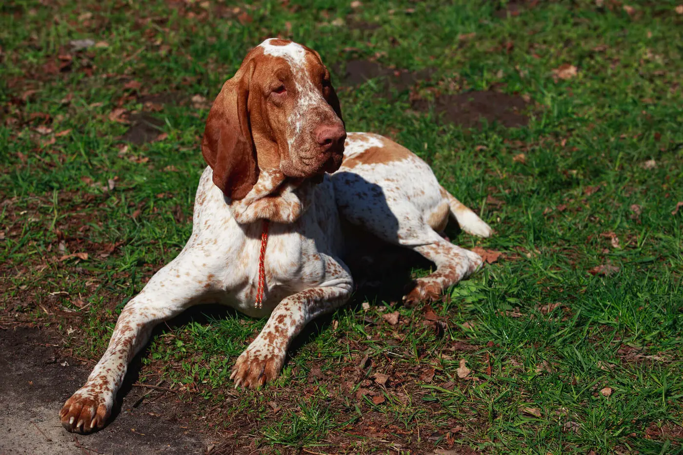Bracco Italiano breed photo