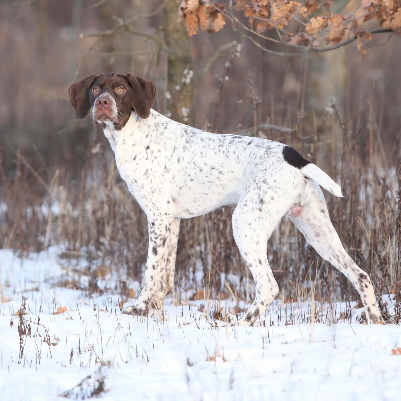 Braque Francais (de Grande Taille) breed photo