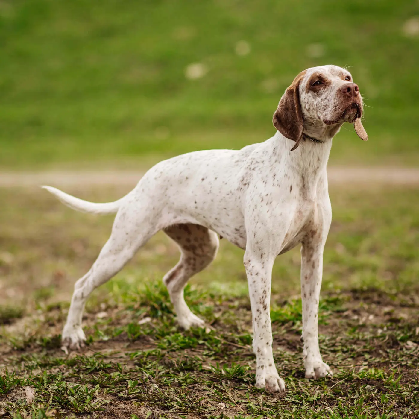 Braque de Bourbonais breed photo