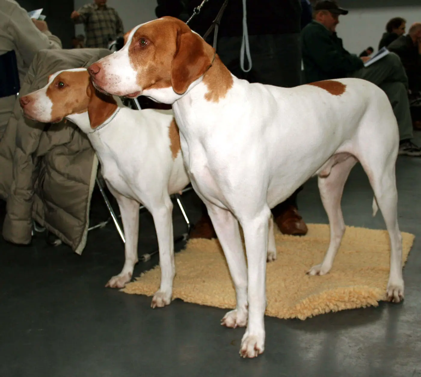 Braque Saint-Germain breed photo