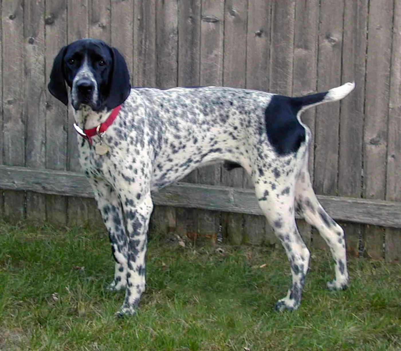 Braque d'Auvergne breed photo