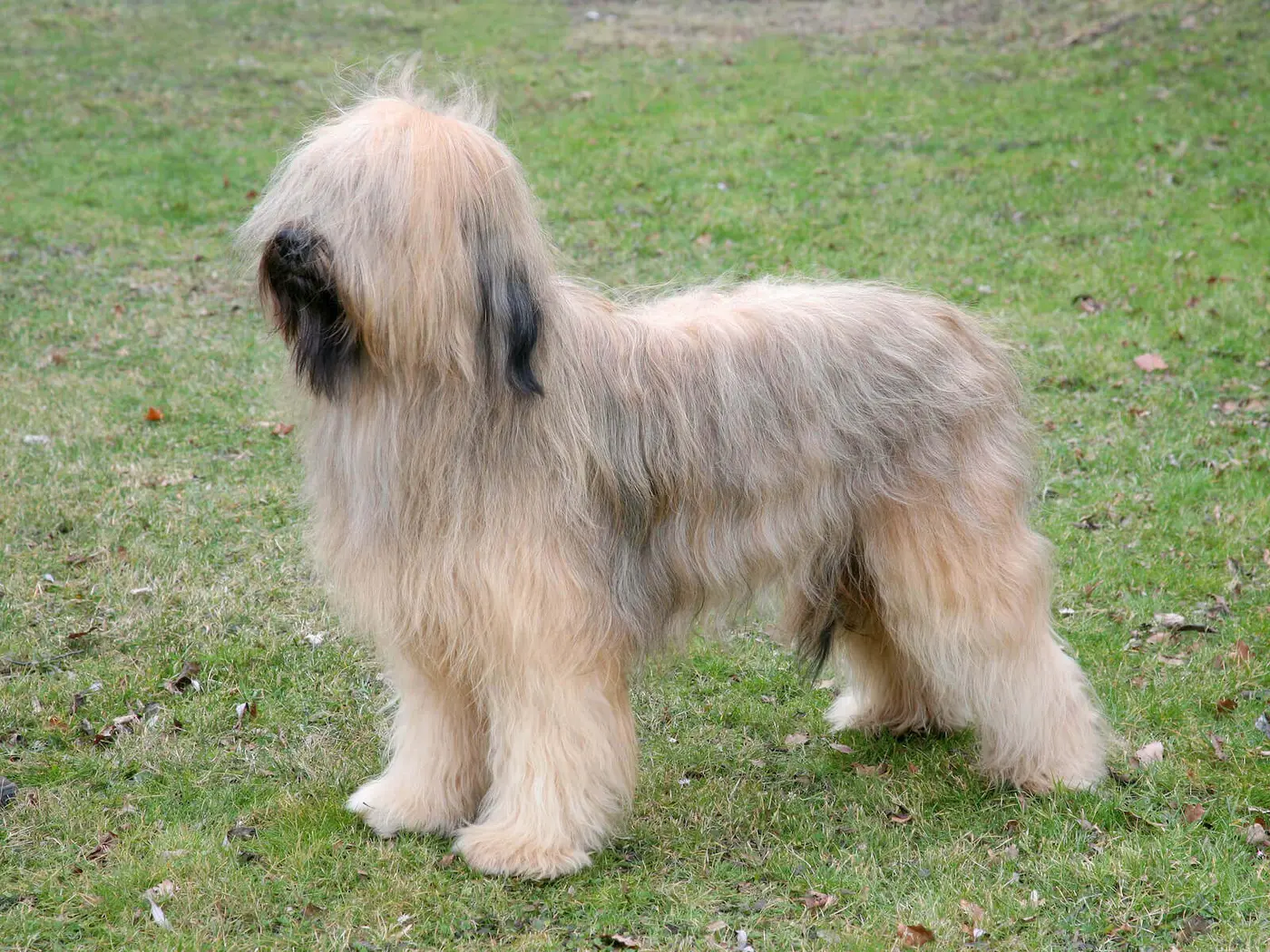 Briard breed photo