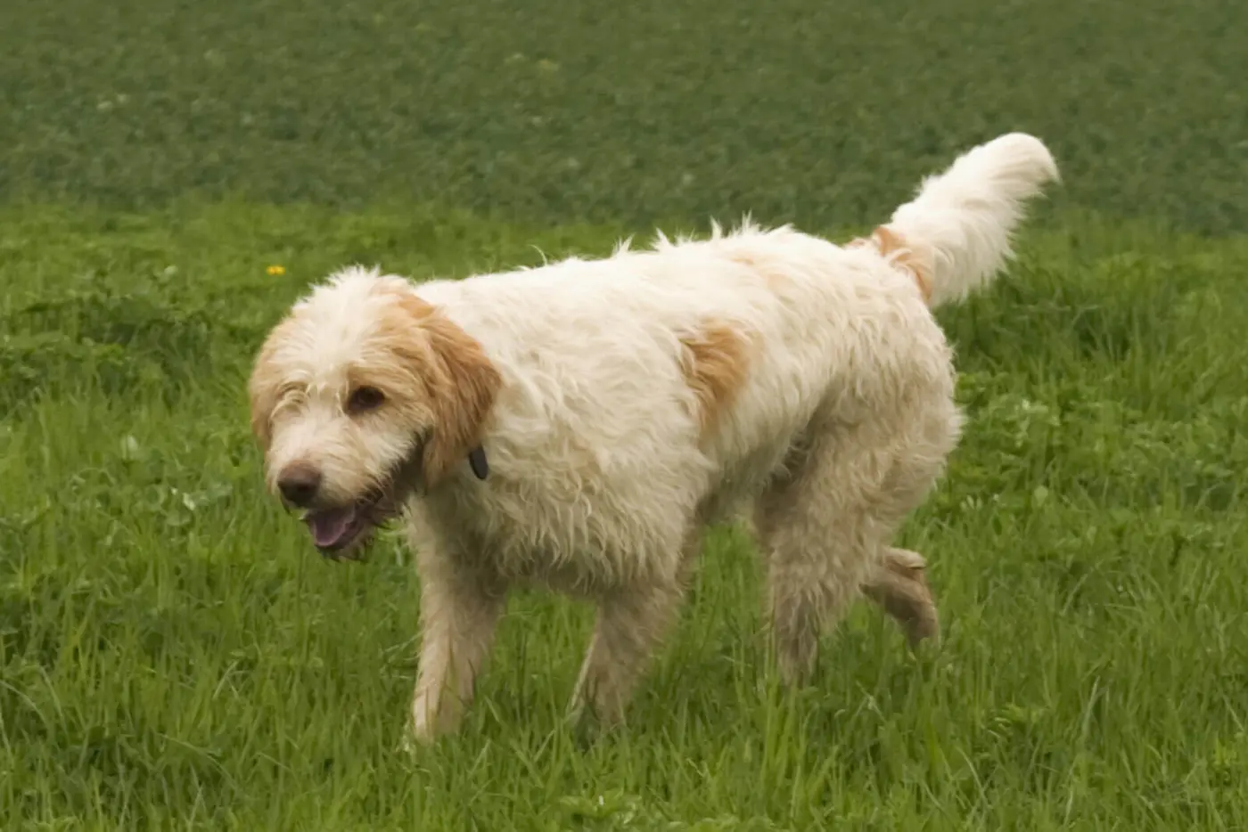 Briquet Griffon Vendeen breed photo