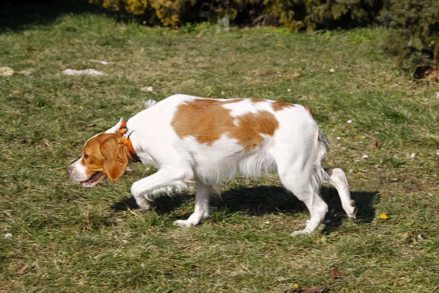Brittany breed photo