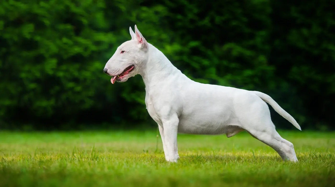 Bull Terrier breed photo