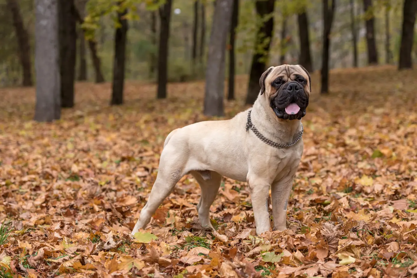 Bullmastiff breed photo
