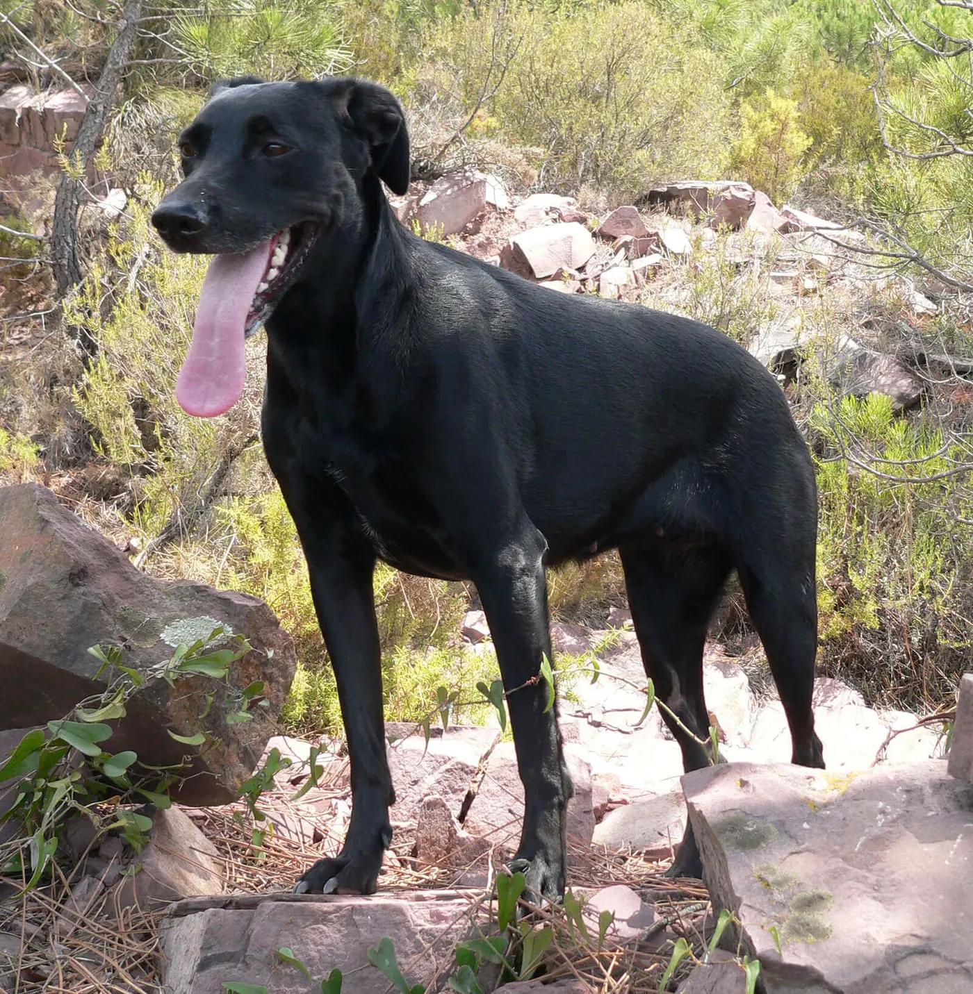 Majorca Shepherd breed photo
