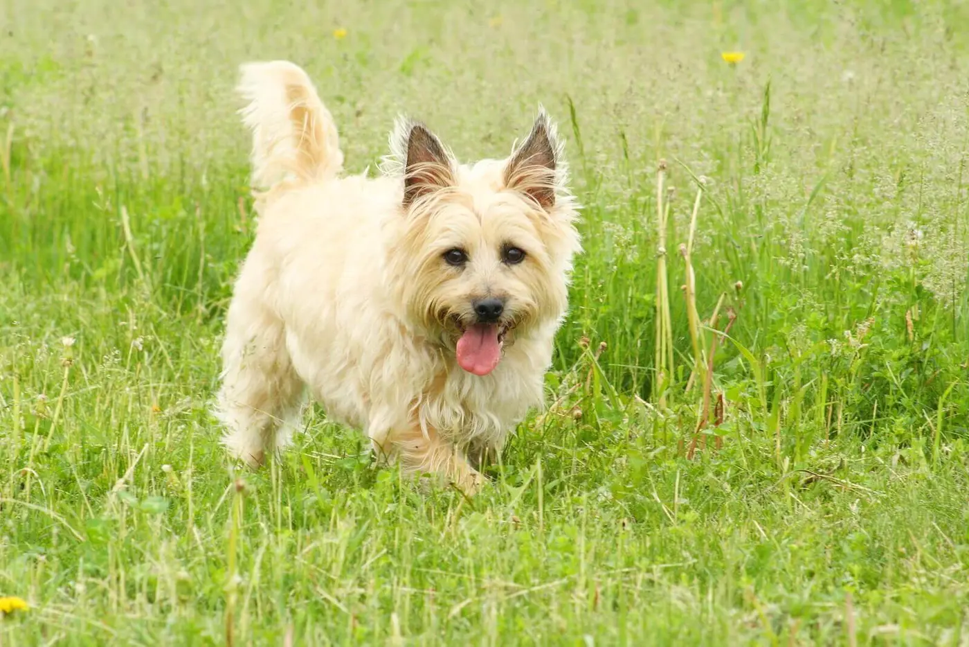 Cairn Terrier breed photo