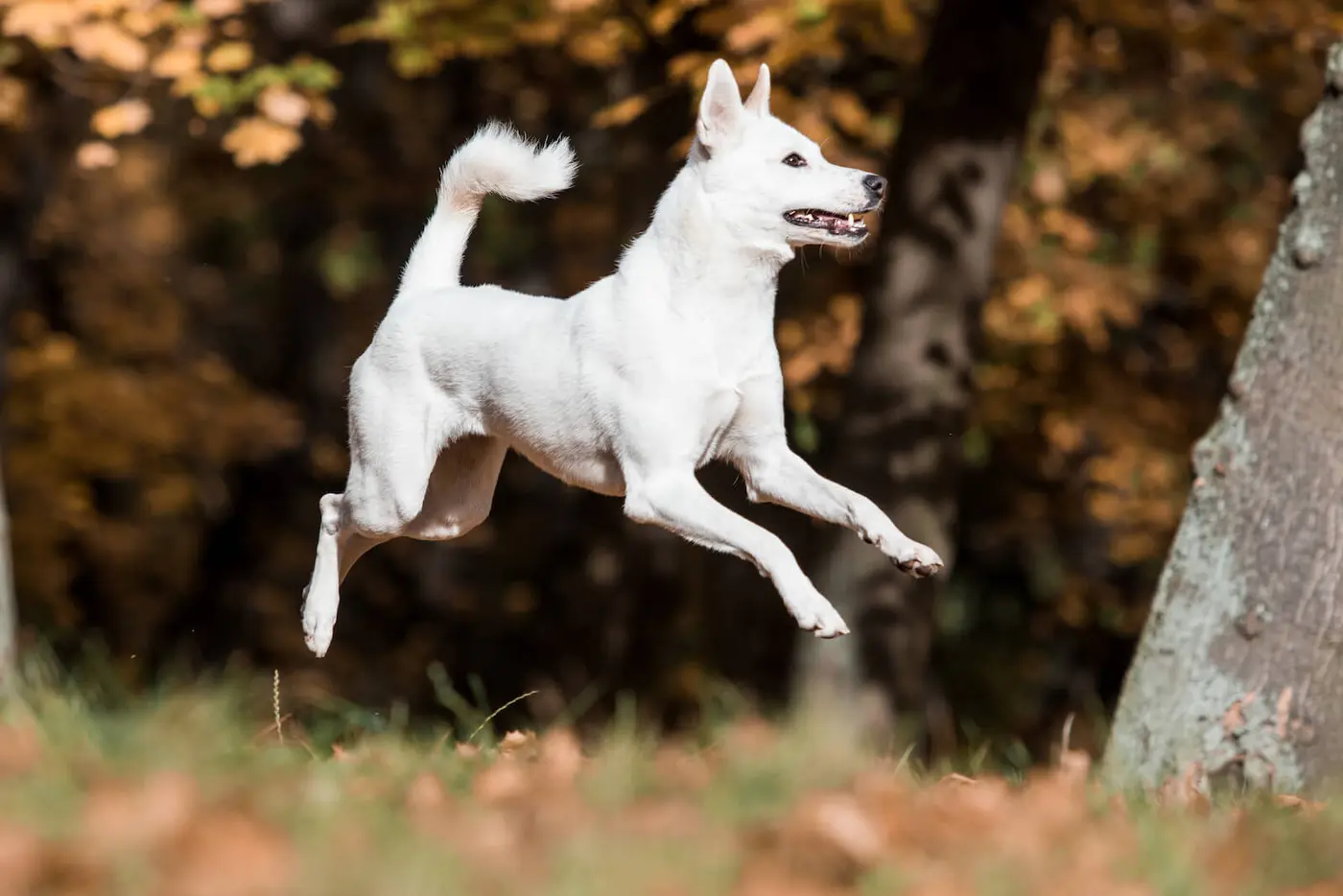 Canaan Dog breed photo