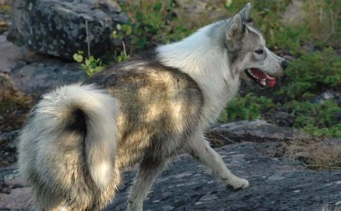Canadian Eskimo Dog breed photo