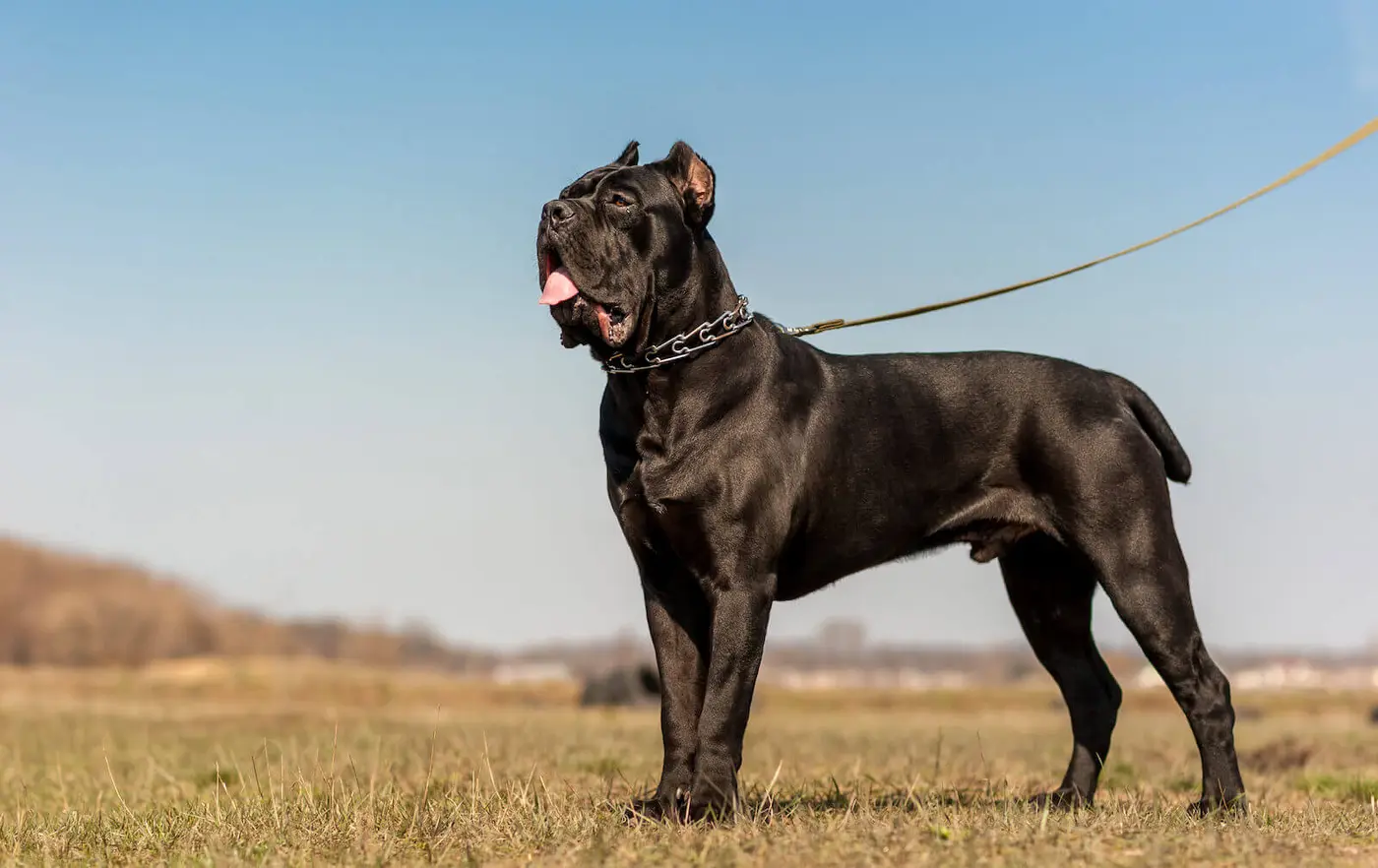 Cane Corso breed photo