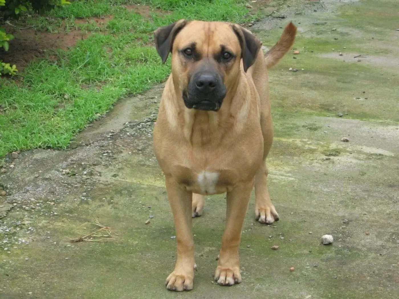 Cimarron Uruguayo breed photo