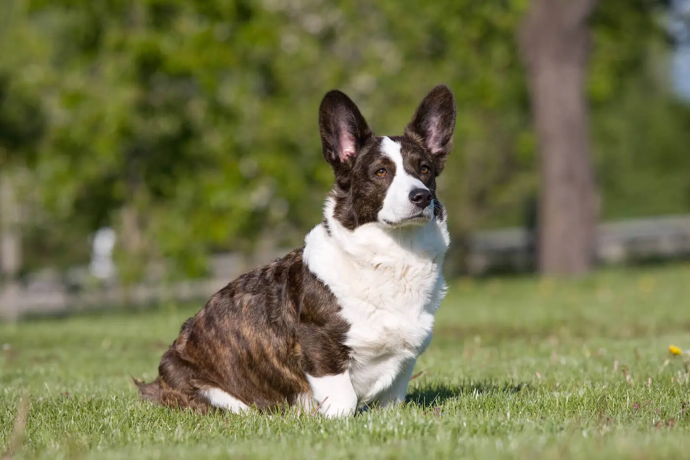 Cardigan Welsh Corgi breed photo