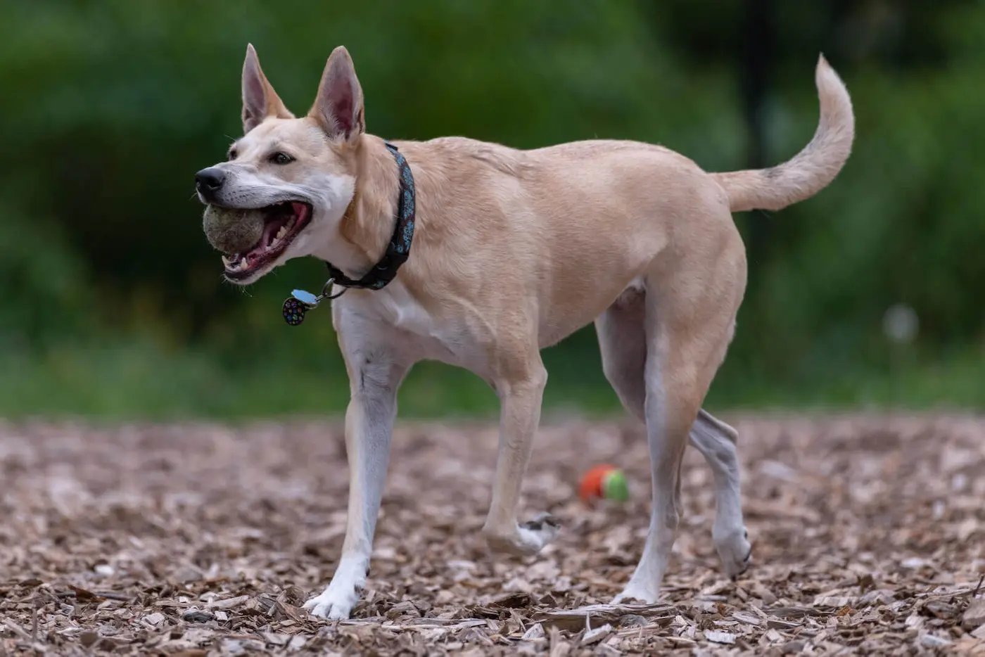Carolina Dog breed photo