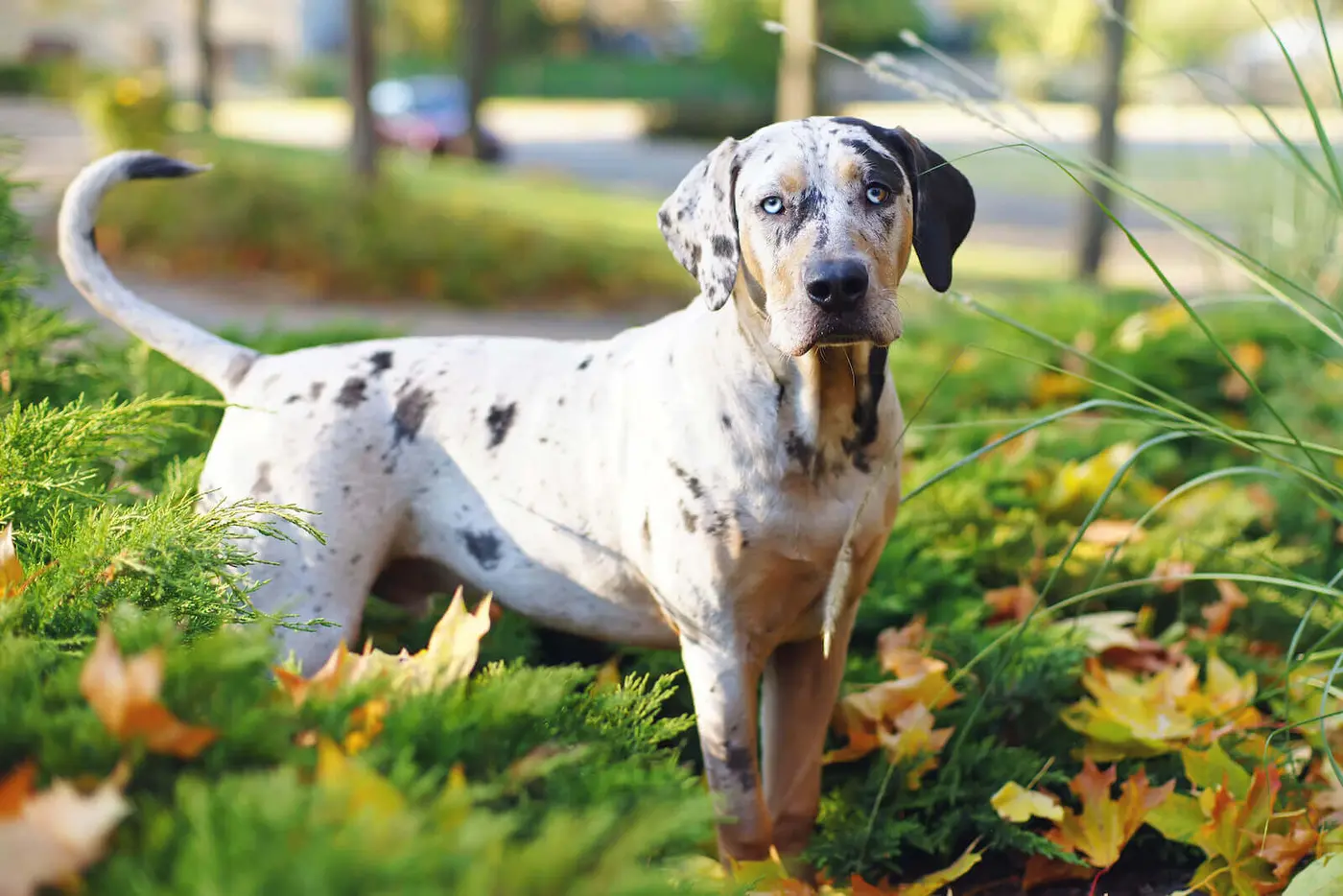 Catahoula Leopard Dog breed photo