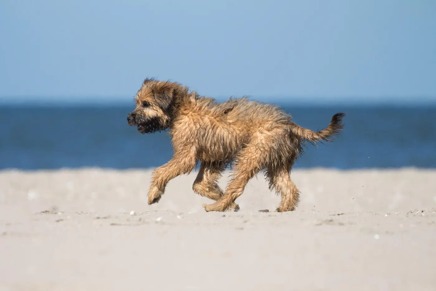 Catalonian Sheepdog breed photo