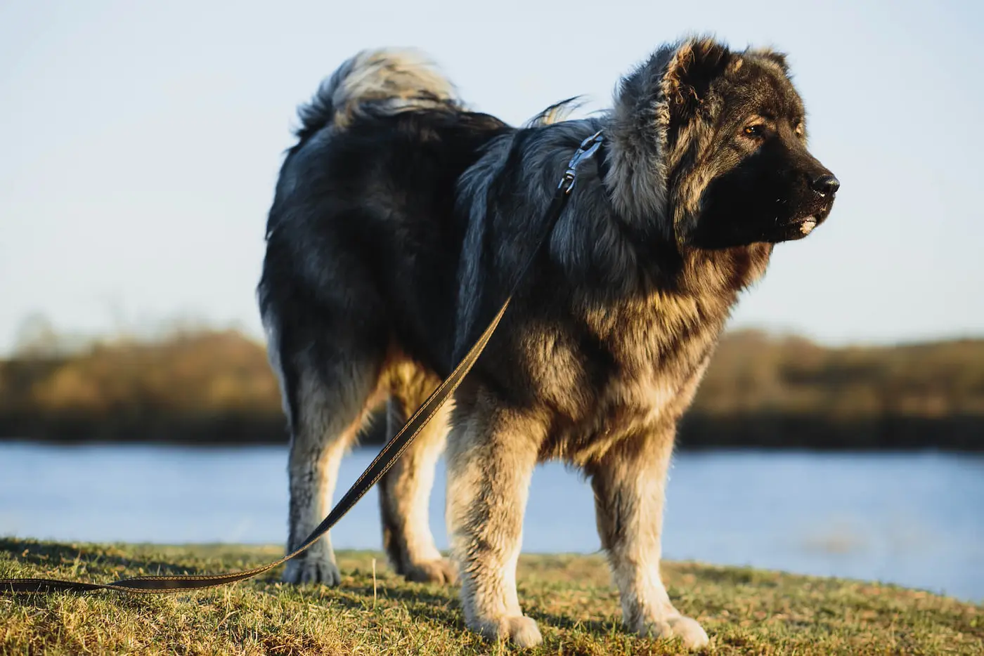 Caucasian Ovcharka breed photo
