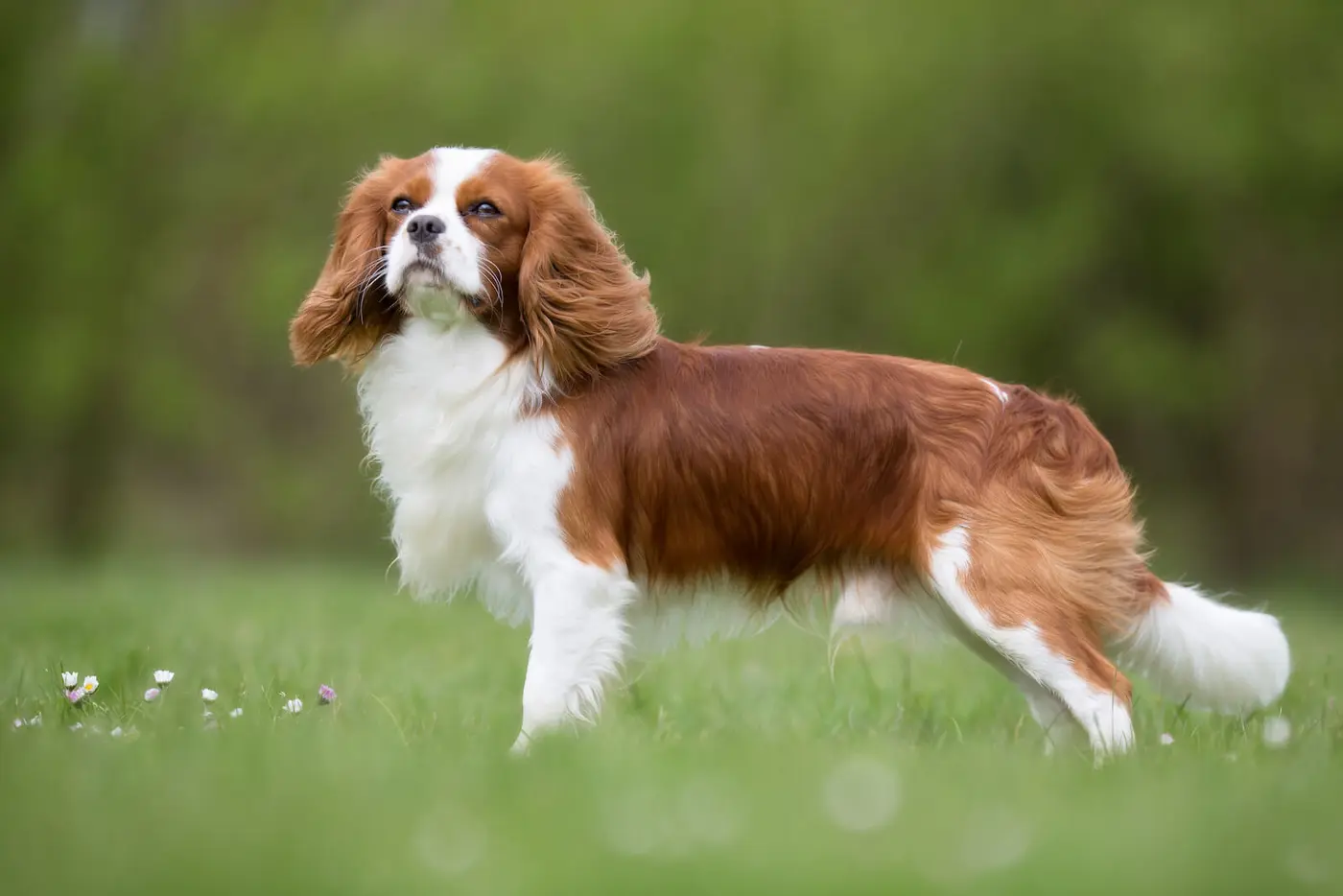 Cavalier King Charles Spaniel breed photo