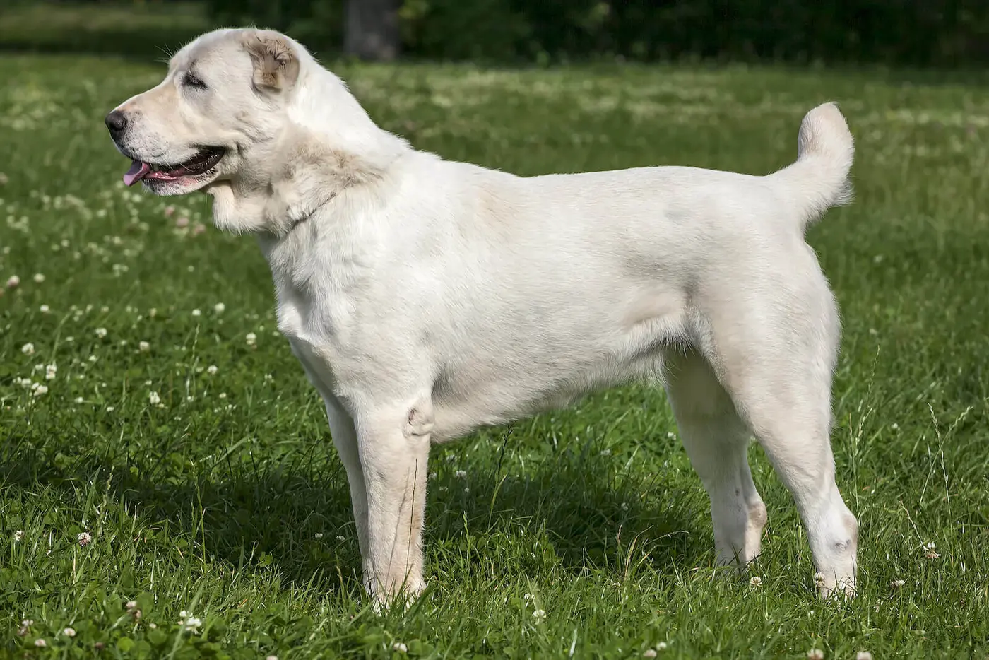 Central Asian Shepherd breed photo