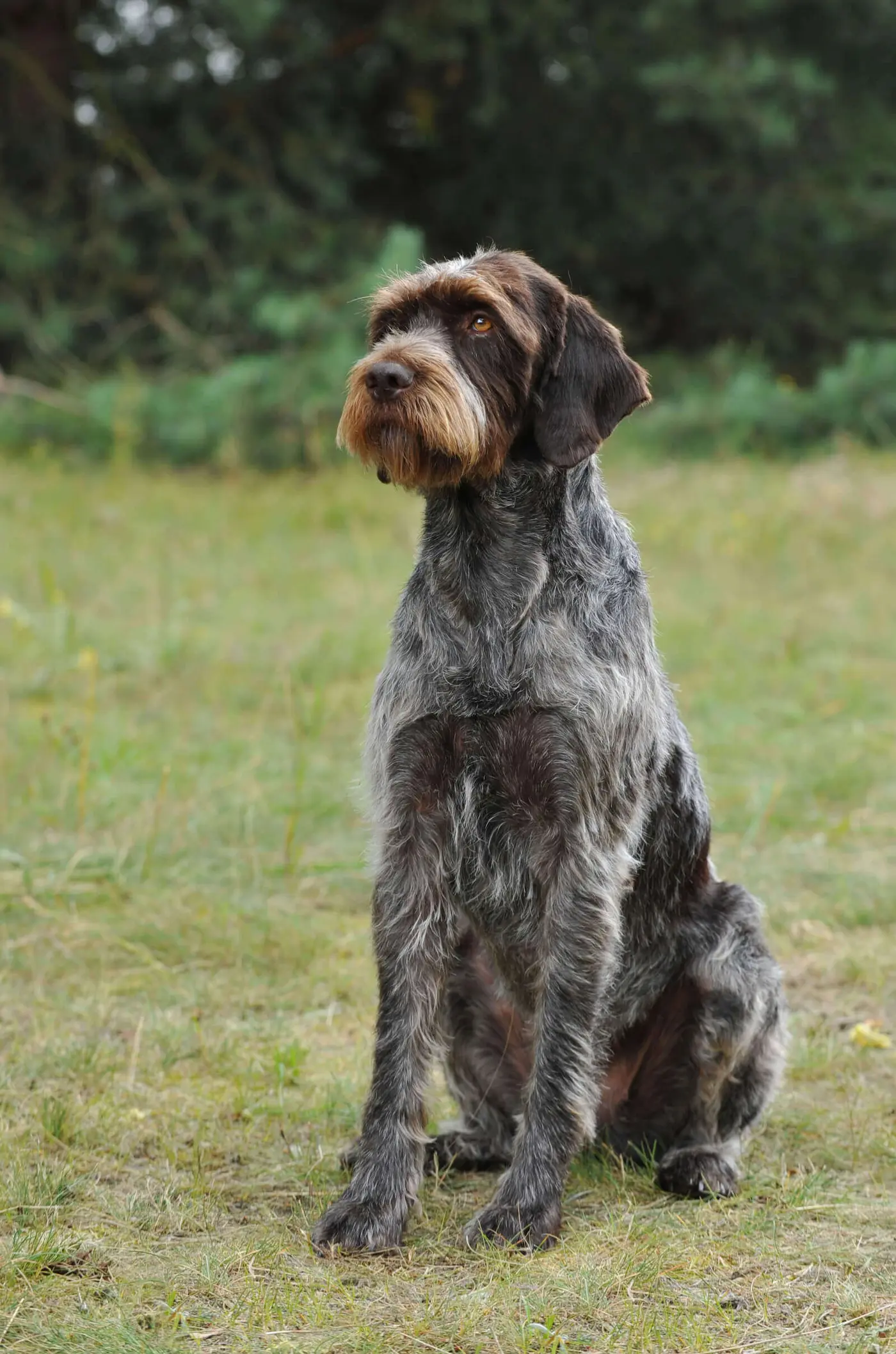 Cesky Fousek breed photo
