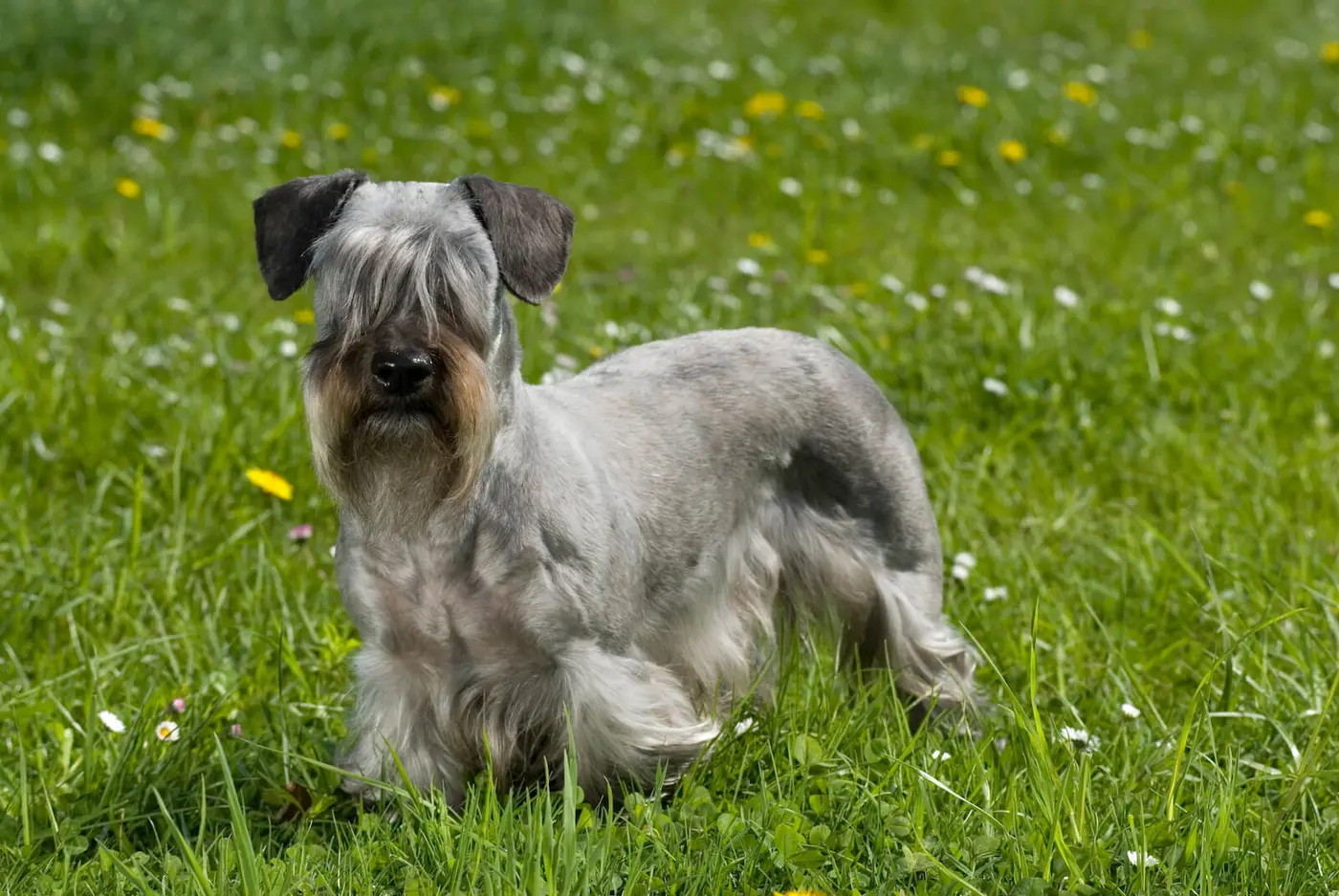 Cesky Terrier breed photo