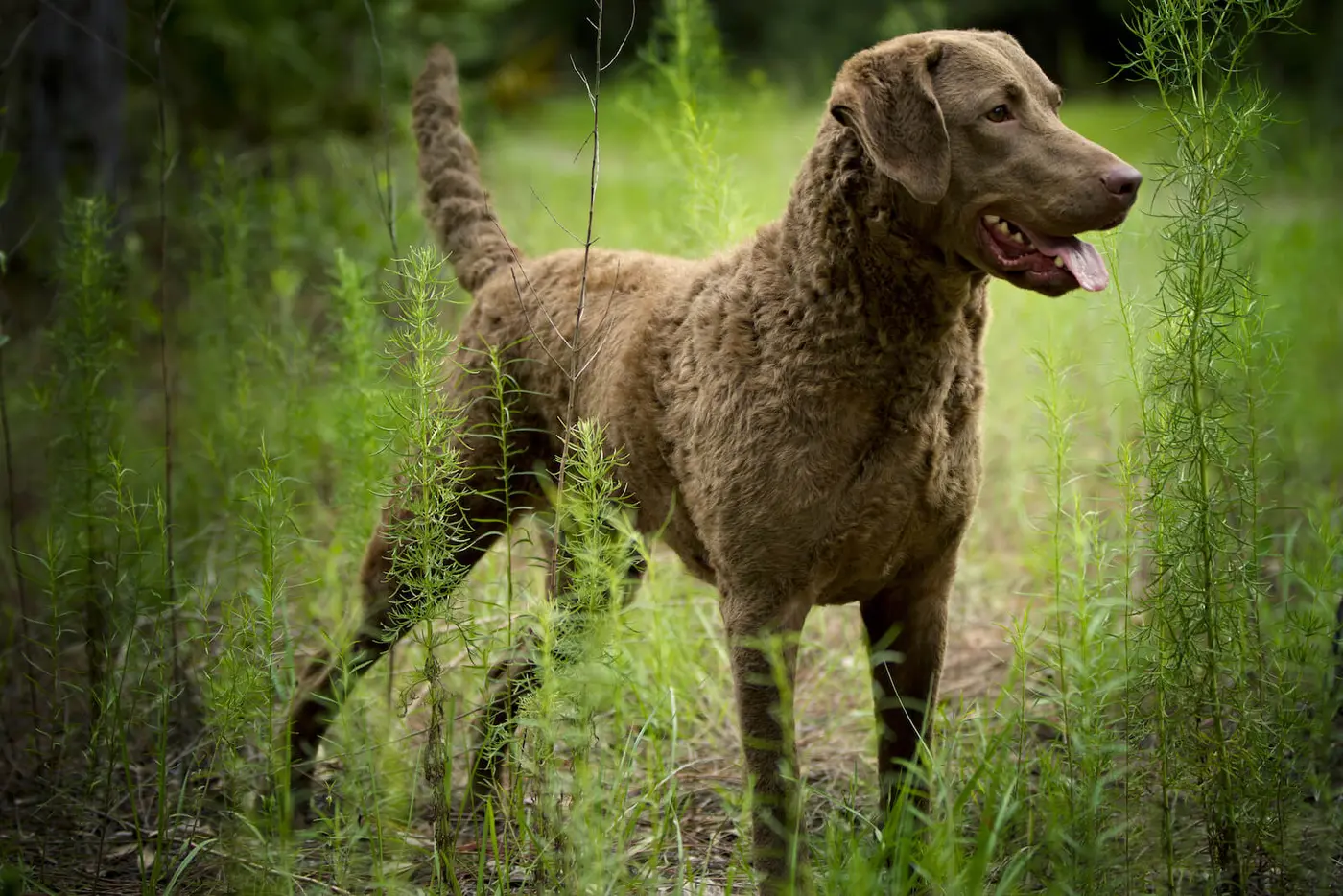 Chesapeake Bay Retriever breed photo