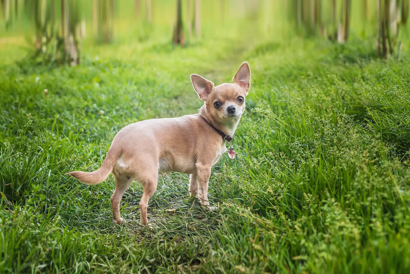 Chihuahua breed photo