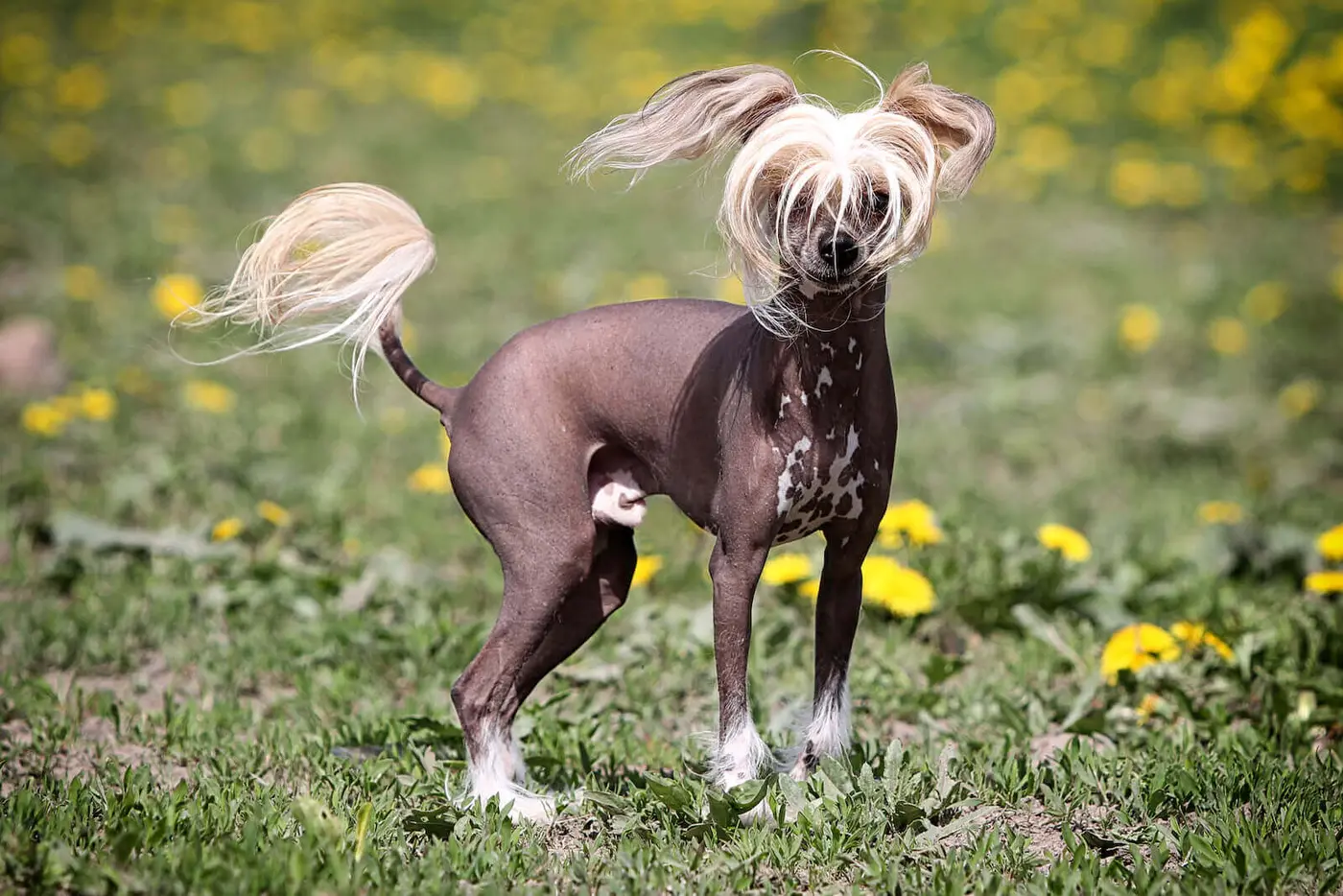 Chinese Crested breed photo
