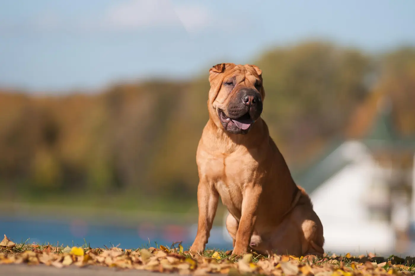Chinese Shar-Pei breed photo