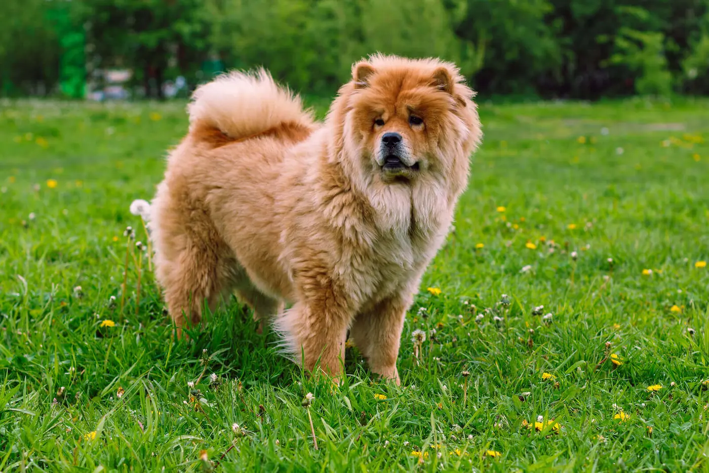 Chow Chow breed photo