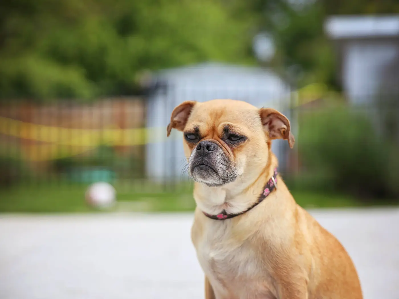 Chug breed photo
