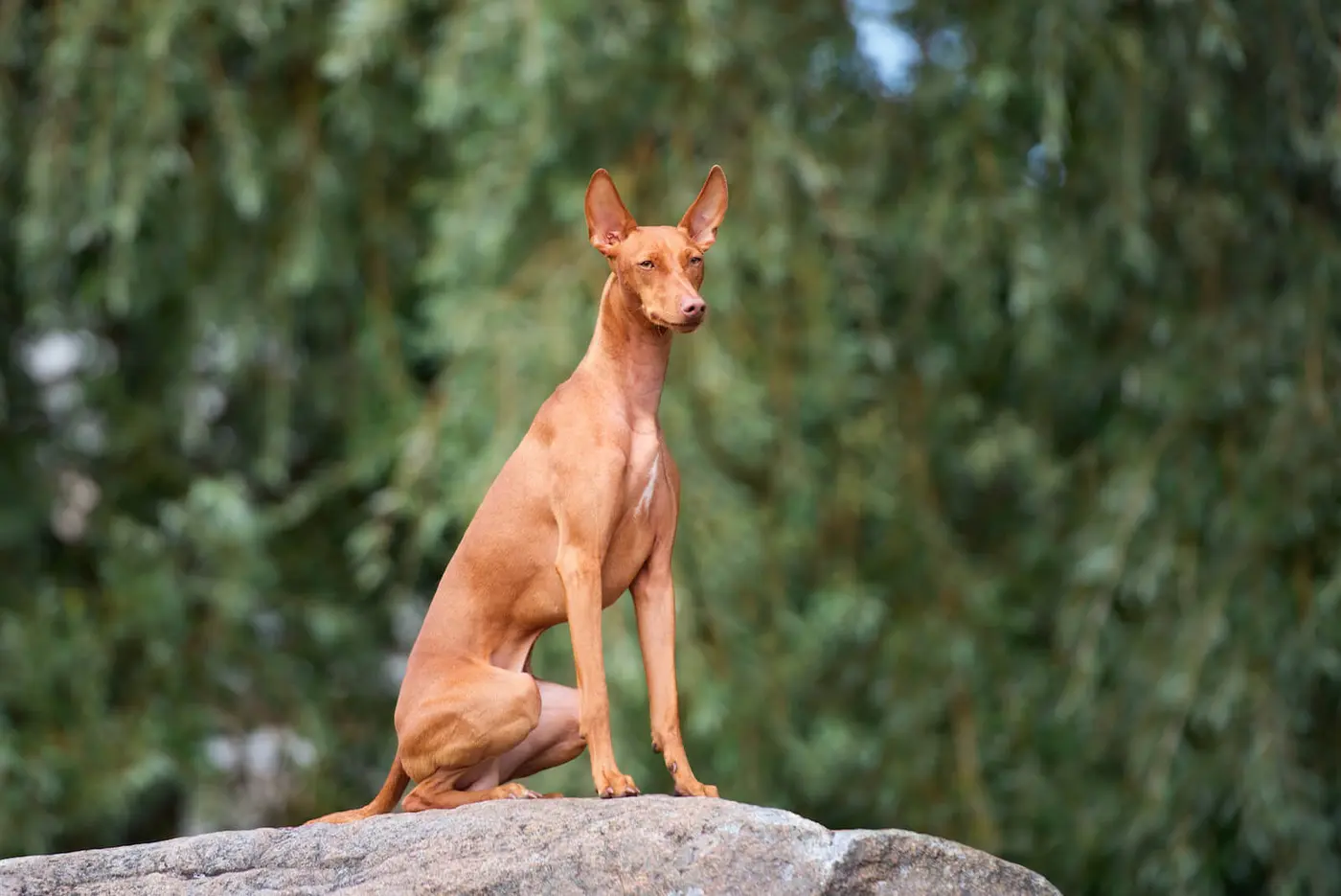 Cirneco dell'Etna breed photo
