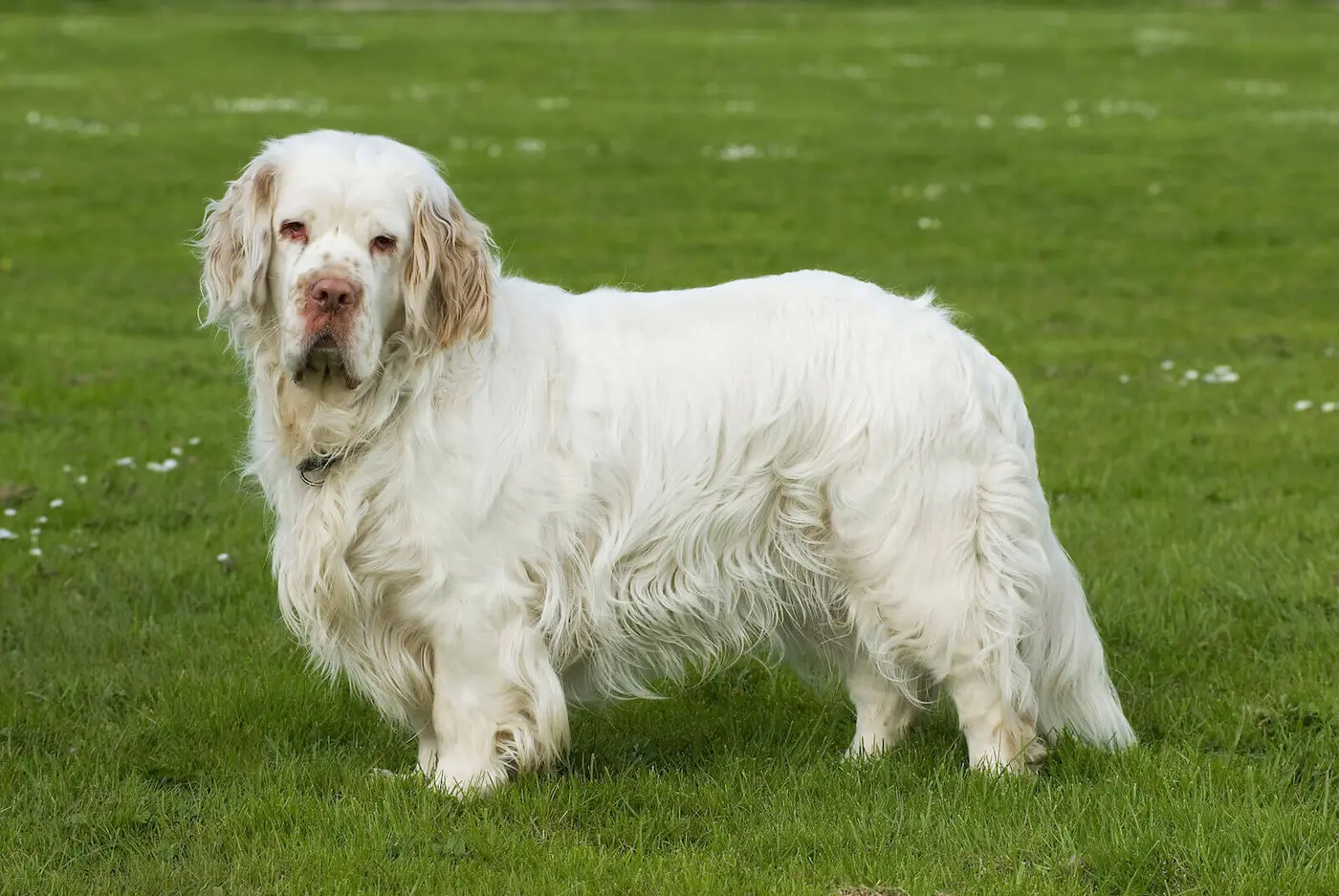 Clumber Spaniel breed photo