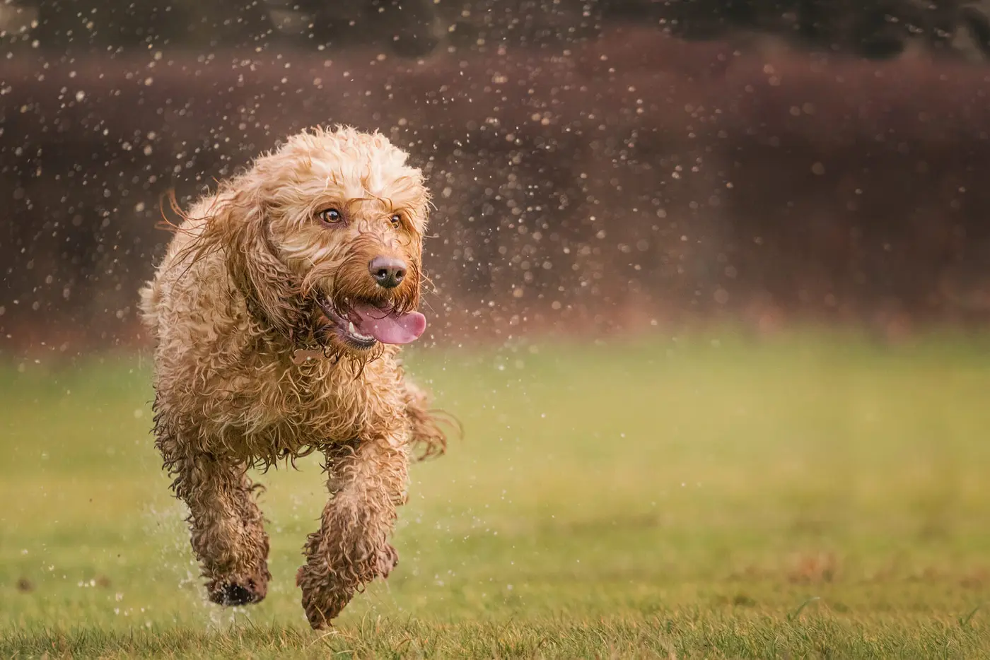 Cockapoo breed photo