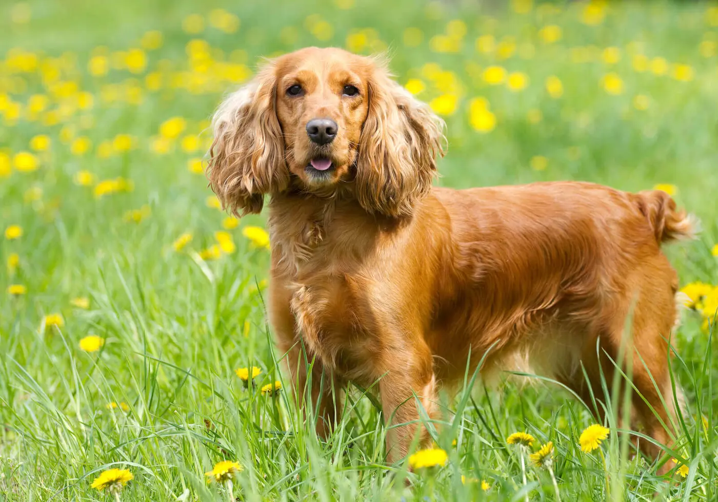Cocker Spaniel breed photo