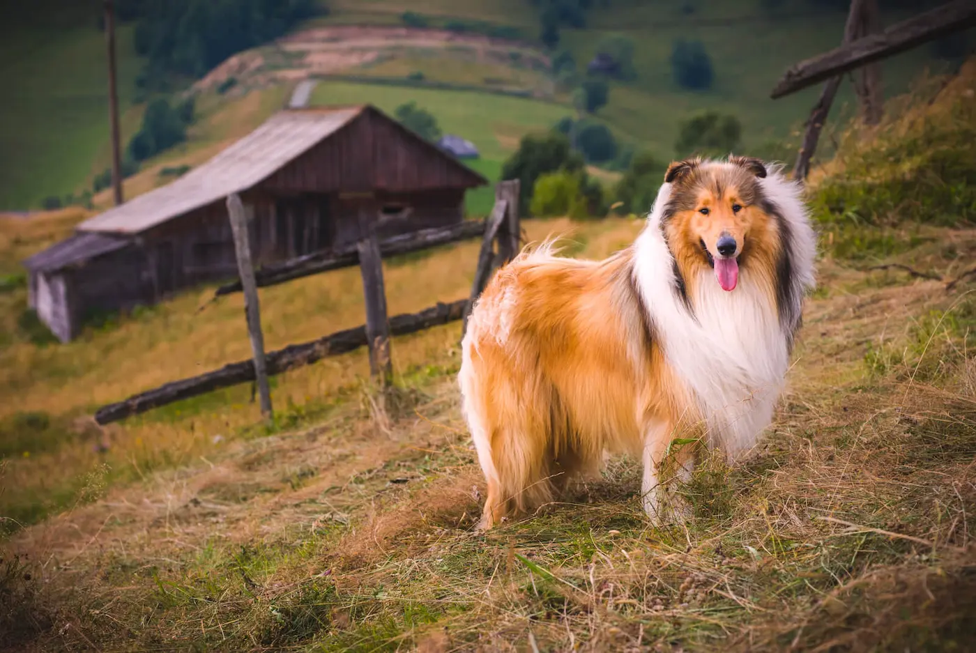 Collie breed photo