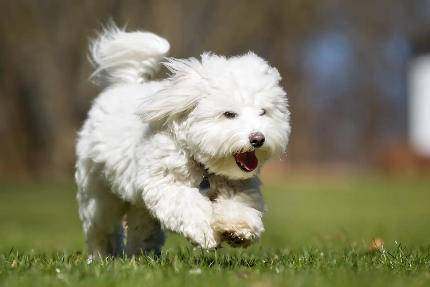 Coton de Tulear breed photo